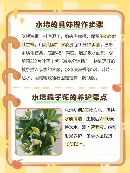 网购的栀子花为什么不活，栀子花为什么买回来就蔫了？-第3张图片-优品飞百科
