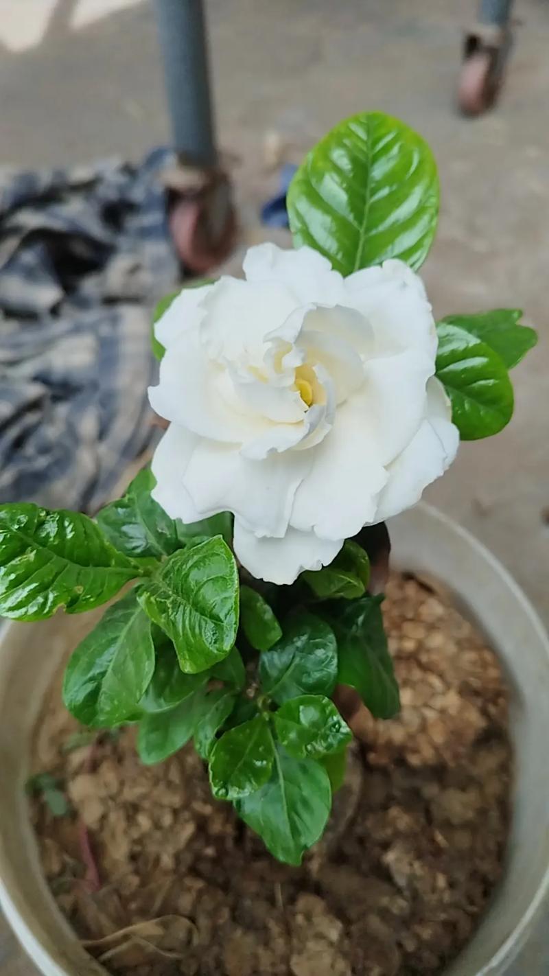 网购的栀子花为什么不活，栀子花为什么买回来就蔫了？-第4张图片-优品飞百科