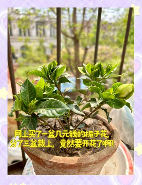 网购的栀子花为什么不活，栀子花为什么买回来就蔫了？-第5张图片-优品飞百科