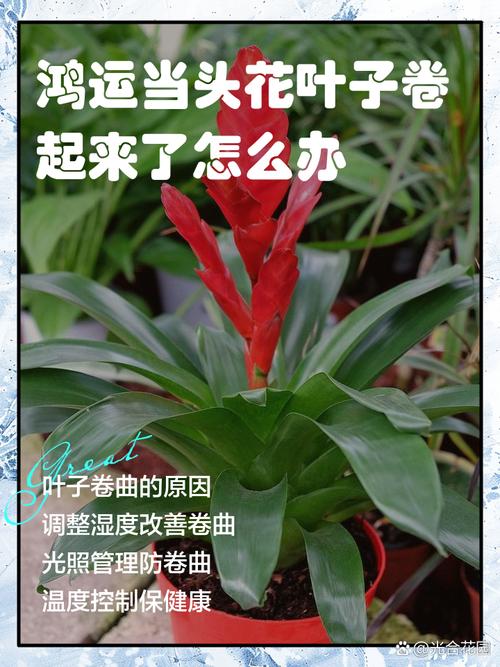 鸿运当头开花后怎么养，鸿运当头开花后还可以活多久