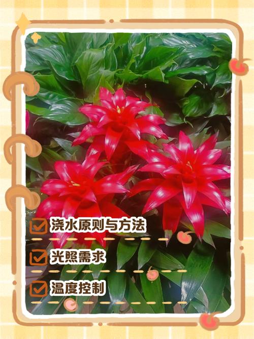 鸿运当头开花后怎么养，鸿运当头开花后还可以活多久-第3张图片-优品飞百科