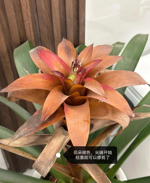 鸿运当头开花后怎么养，鸿运当头开花后还可以活多久-第4张图片-优品飞百科