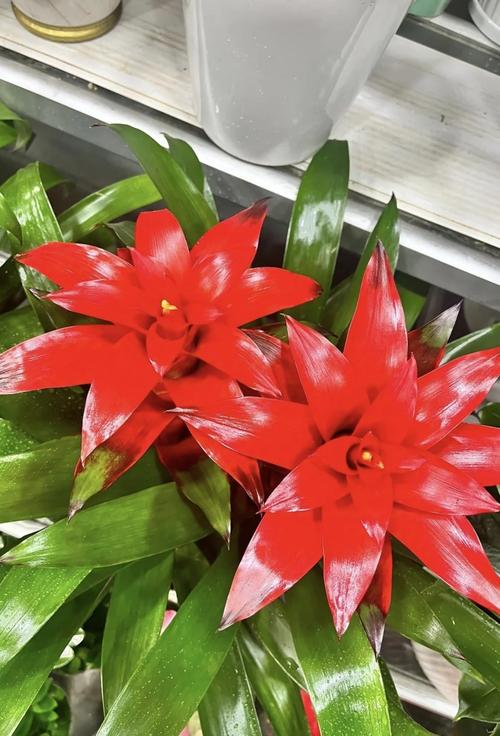 鸿运当头开花后怎么养，鸿运当头开花后还可以活多久-第5张图片-优品飞百科