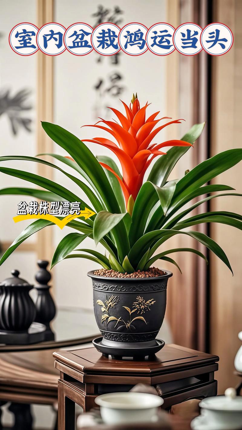 鸿运当头开花后怎么养，鸿运当头开花后还可以活多久-第6张图片-优品飞百科