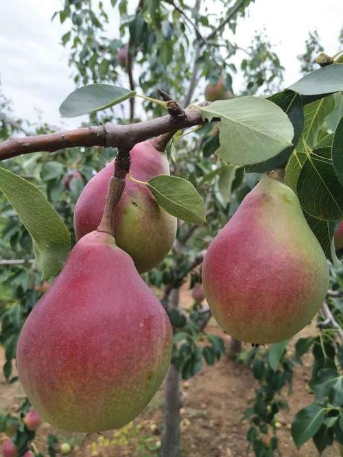 梨的品种有哪些，运城梨的品种有哪些-第4张图片-优品飞百科