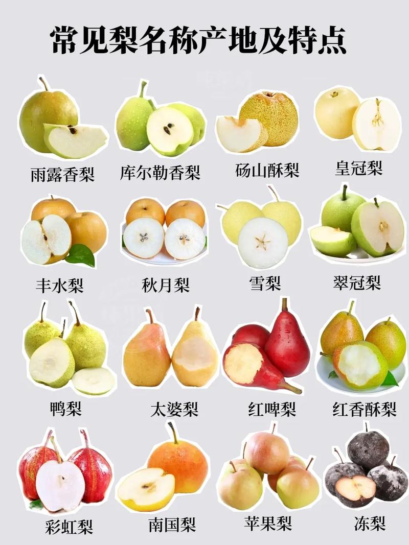梨的品种有哪些，运城梨的品种有哪些-第5张图片-优品飞百科