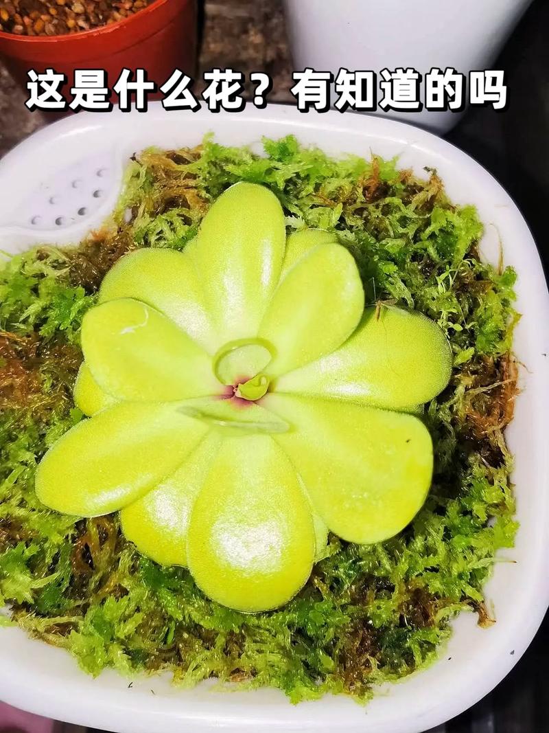 这5种花种家里，连买药钱都省了！？什么花种家里旺财？
