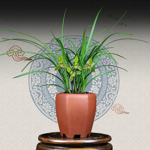 这5种花种家里，连买药钱都省了！？什么花种家里旺财？-第4张图片-优品飞百科