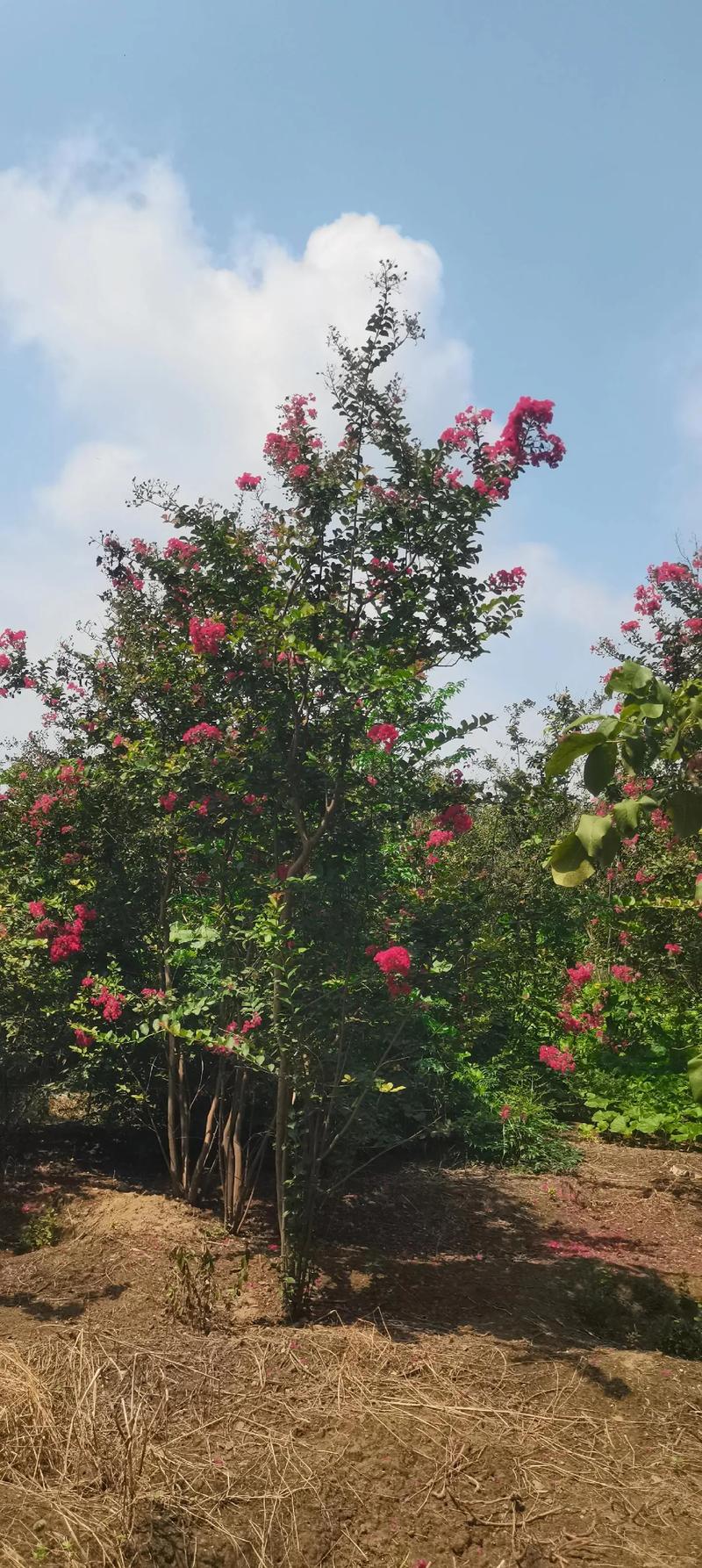 这5种花种家里，连买药钱都省了！？什么花种家里旺财？-第5张图片-优品飞百科