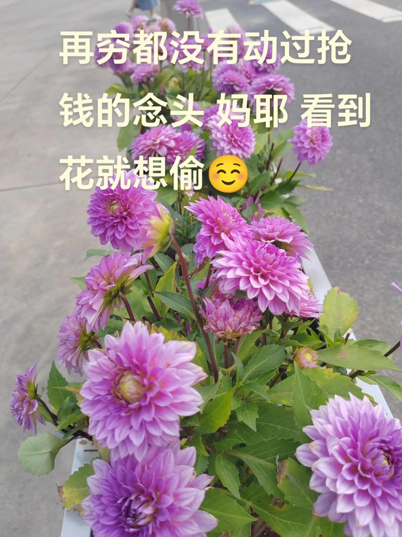 这5种花种家里，连买药钱都省了！？什么花种家里旺财？-第6张图片-优品飞百科