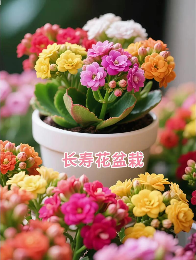 这5种花种家里，连买药钱都省了！？什么花种家里旺财？-第7张图片-优品飞百科