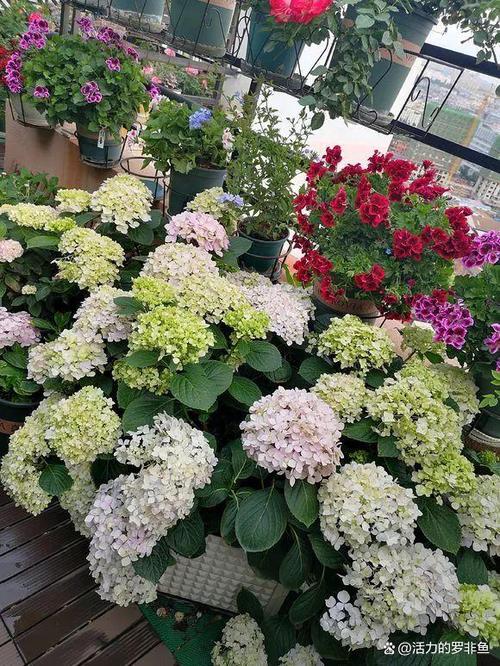 这5种花种家里，连买药钱都省了！？什么花种家里旺财？-第8张图片-优品飞百科