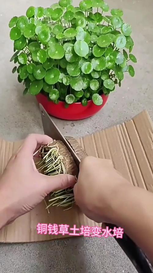 铜钱草土培转水培的方法，土培的铜钱草怎么改成水培？