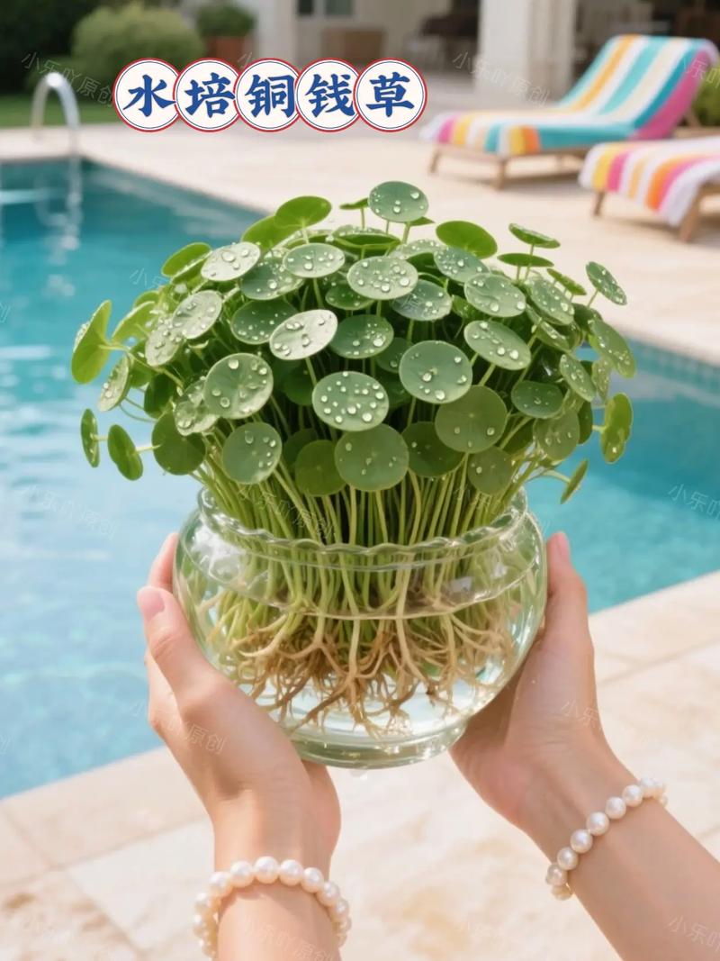 铜钱草土培转水培的方法，土培的铜钱草怎么改成水培？-第2张图片-优品飞百科