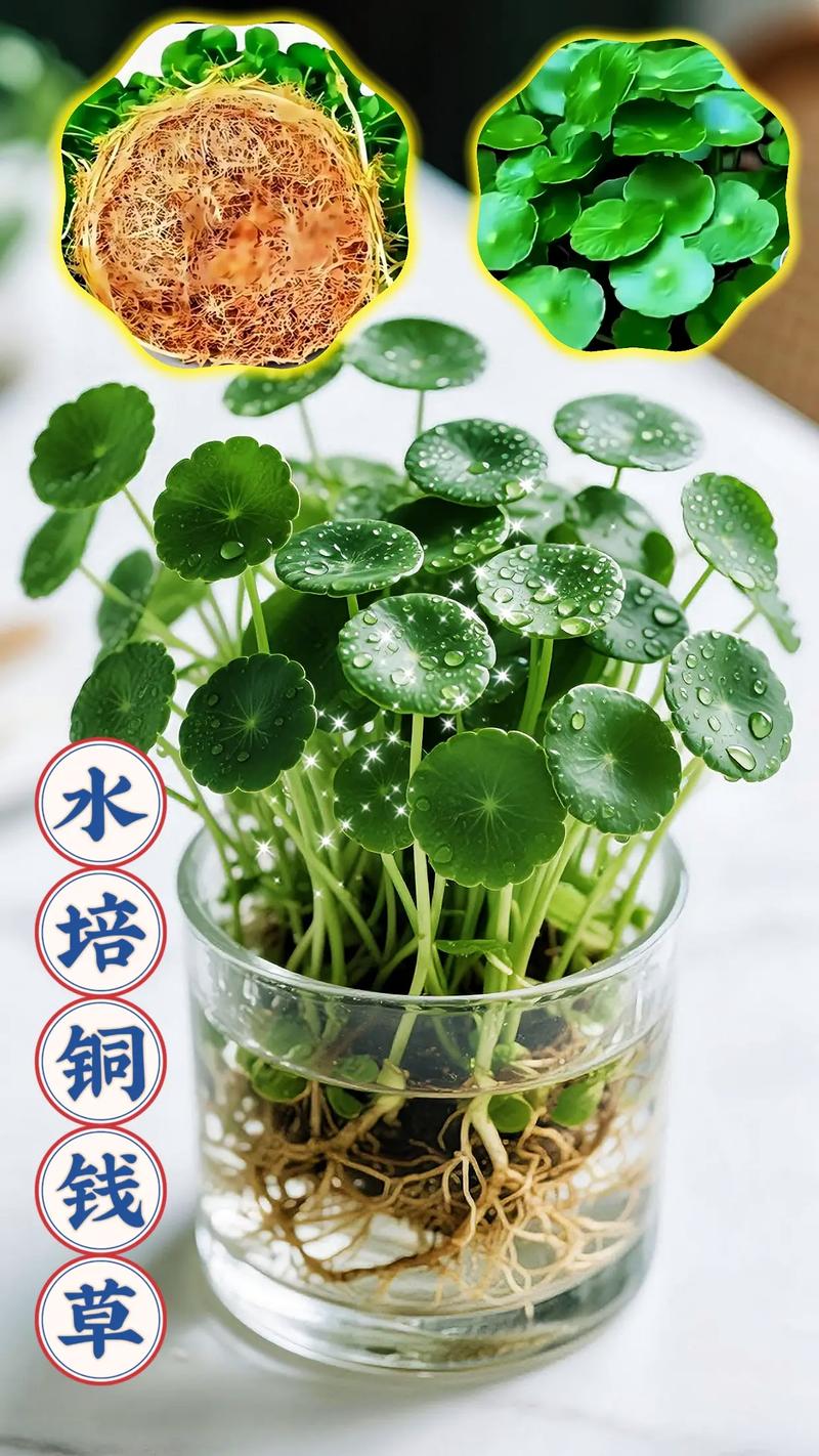 铜钱草土培转水培的方法，土培的铜钱草怎么改成水培？-第3张图片-优品飞百科