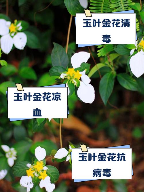 玉叶金花种子怎么种，玉叶金花怎么食用？