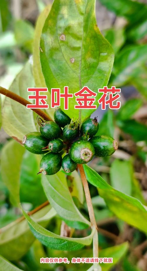 玉叶金花种子怎么种,玉叶金花怎么食用?-第2张图片-优品飞百科 玉叶金花种子怎么种,玉叶金花怎么食用?-第2张图片-优品飞百科