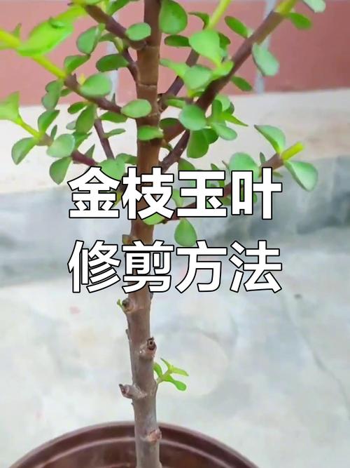 玉叶金花种子怎么种,玉叶金花怎么食用?-第3张图片-优品飞百科 玉叶金花种子怎么种,玉叶金花怎么食用?-第3张图片-优品飞百科