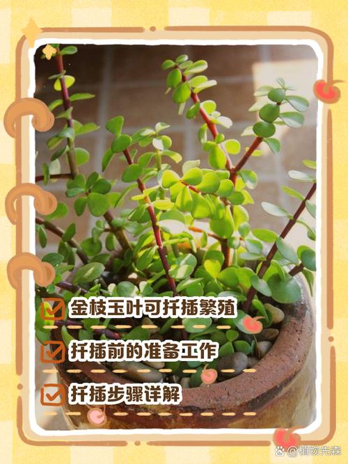 玉叶金花种子怎么种,玉叶金花怎么食用?-第4张图片-优品飞百科 玉叶金花种子怎么种,玉叶金花怎么食用?-第4张图片-优品飞百科