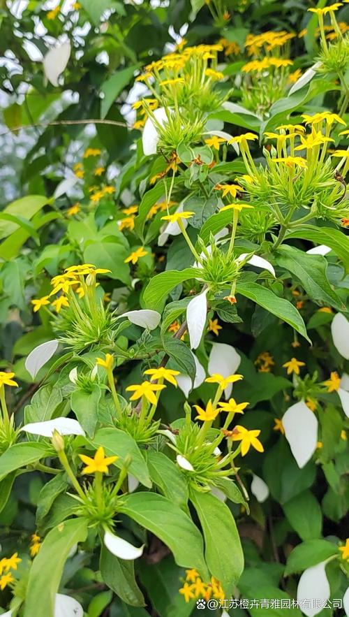 玉叶金花种子怎么种,玉叶金花怎么食用?-第5张图片-优品飞百科 玉叶金花种子怎么种,玉叶金花怎么食用?-第5张图片-优品飞百科