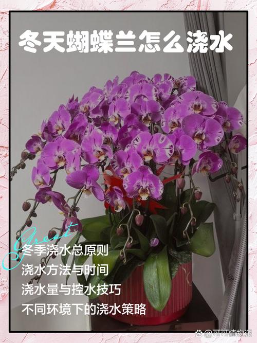 蝴蝶兰冬季怎么浇水，蝴蝶兰冬季浇水几次最佳