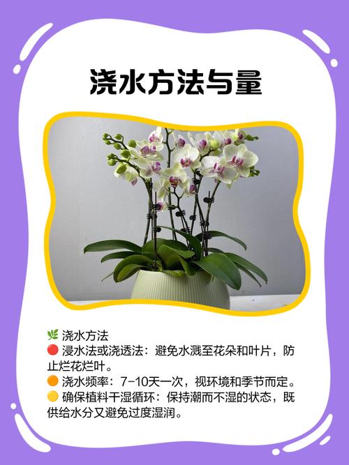 蝴蝶兰冬季怎么浇水，蝴蝶兰冬季浇水几次最佳-第2张图片-优品飞百科