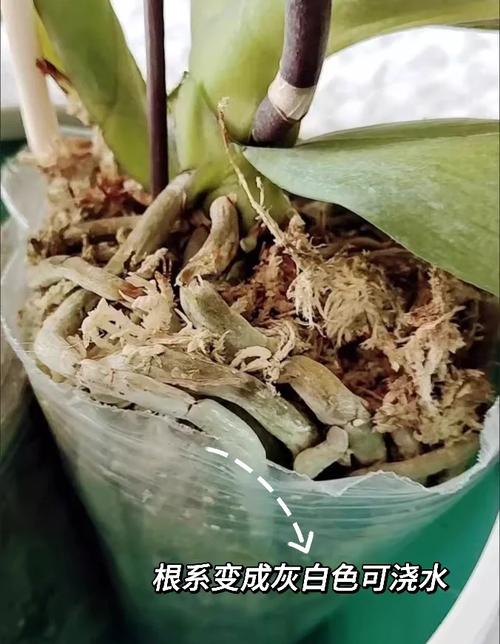 蝴蝶兰冬季怎么浇水，蝴蝶兰冬季浇水几次最佳-第3张图片-优品飞百科