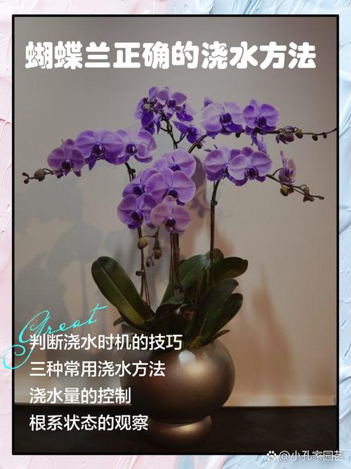 蝴蝶兰冬季怎么浇水，蝴蝶兰冬季浇水几次最佳-第4张图片-优品飞百科