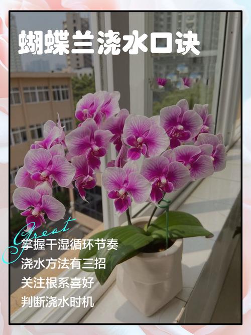 蝴蝶兰冬季怎么浇水，蝴蝶兰冬季浇水几次最佳-第5张图片-优品飞百科