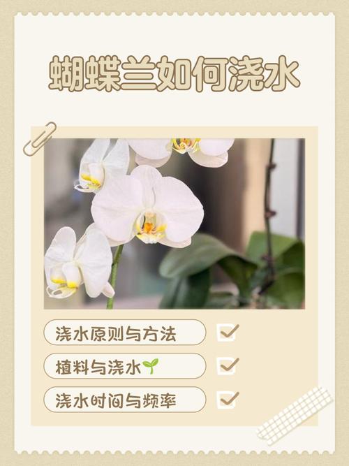 蝴蝶兰冬季怎么浇水，蝴蝶兰冬季浇水几次最佳-第6张图片-优品飞百科