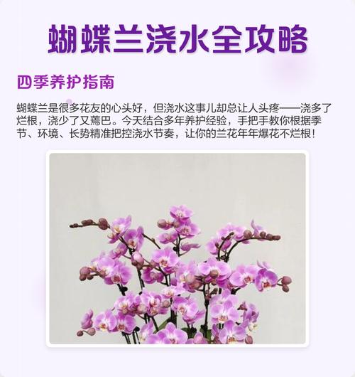 蝴蝶兰冬季怎么浇水，蝴蝶兰冬季浇水几次最佳-第7张图片-优品飞百科