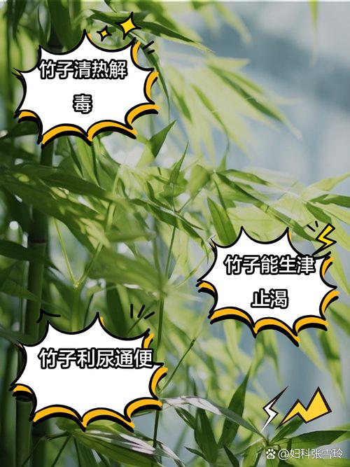 竹子有哪些应用价值?竹子的许多用途?-第1张图片-优品飞百科 竹子有哪些应用价值?竹子的许多用途?-第1张图片-优品飞百科