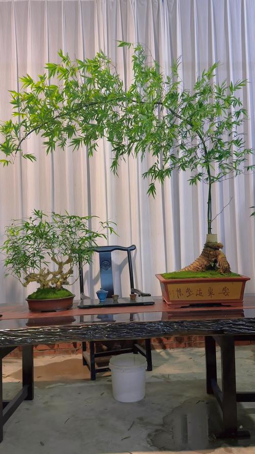 竹子有哪些应用价值?竹子的许多用途?-第6张图片-优品飞百科 竹子有哪些应用价值?竹子的许多用途?-第6张图片-优品飞百科