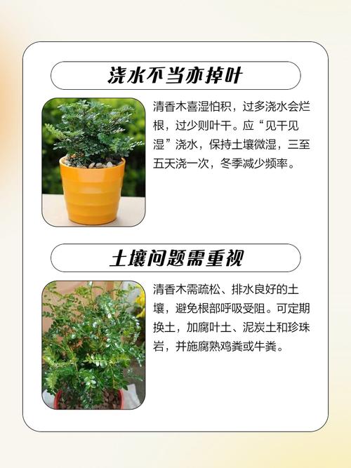 清香木叶子下垂怎么办，清香木叶子下垂怎么回事