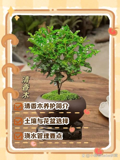 清香木叶子下垂怎么办，清香木叶子下垂怎么回事-第2张图片-优品飞百科