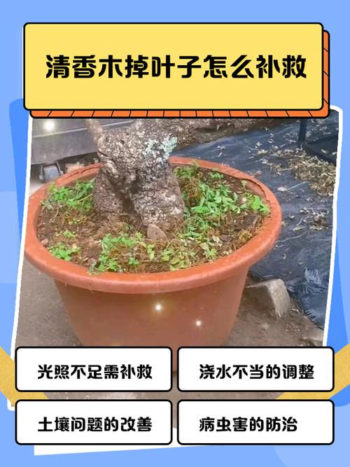 清香木叶子下垂怎么办，清香木叶子下垂怎么回事-第3张图片-优品飞百科