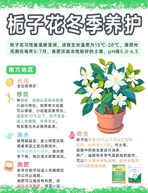 栀子花冬天室内怎么养？栀子花冬天怎么养家庭养法？