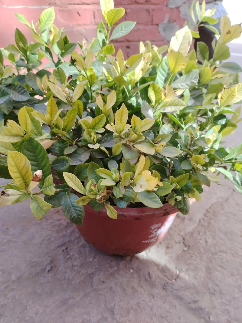 栀子花冬天室内怎么养？栀子花冬天怎么养家庭养法？-第4张图片-优品飞百科