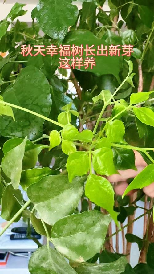 幸福树新芽黑叶怎么办，幸福树新枝芽变黑干枯