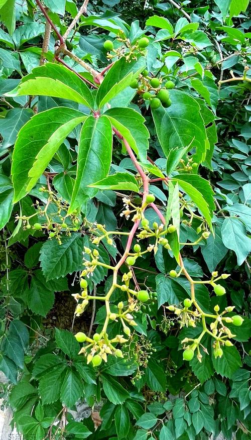 五叶地锦的主要价值？五叶地锦的特征？