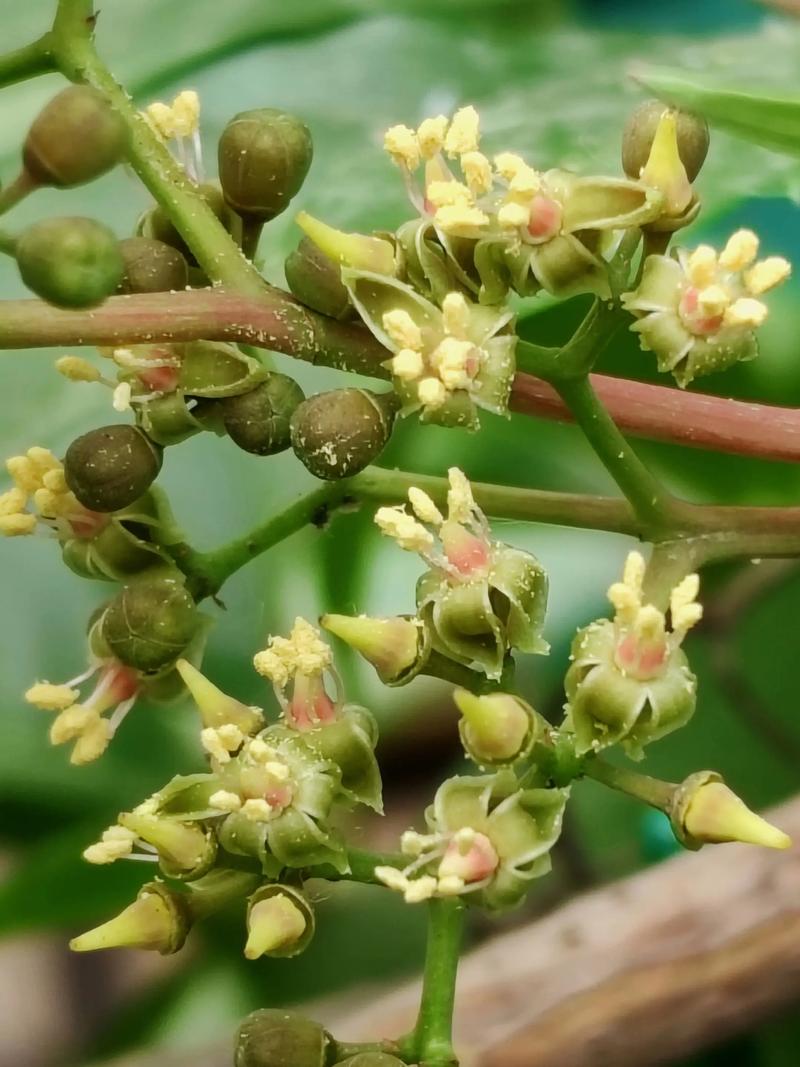 五叶地锦的主要价值？五叶地锦的特征？-第2张图片-优品飞百科