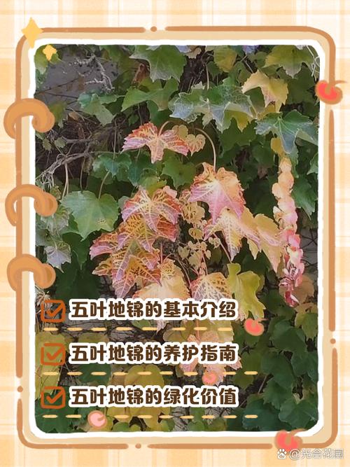 五叶地锦的主要价值？五叶地锦的特征？-第3张图片-优品飞百科