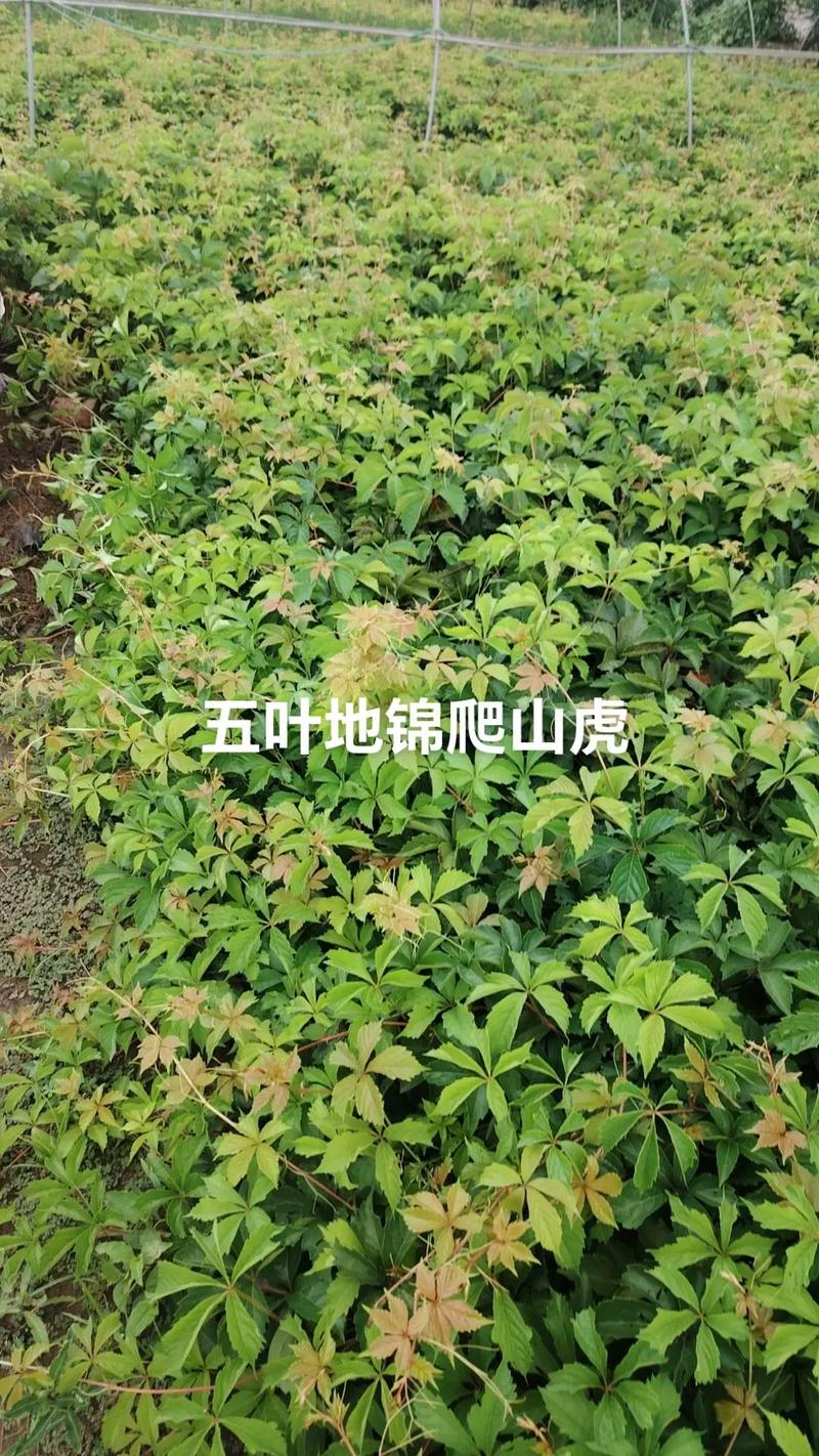 五叶地锦的主要价值？五叶地锦的特征？-第4张图片-优品飞百科