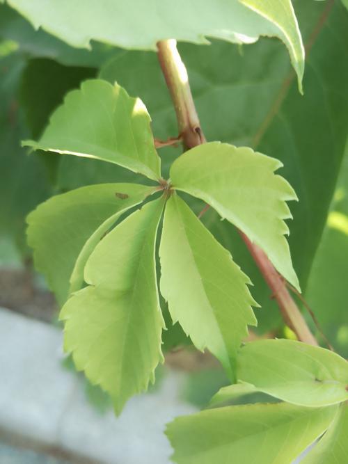 五叶地锦的主要价值？五叶地锦的特征？-第5张图片-优品飞百科