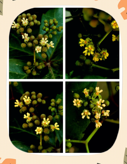 五叶地锦的主要价值？五叶地锦的特征？-第6张图片-优品飞百科