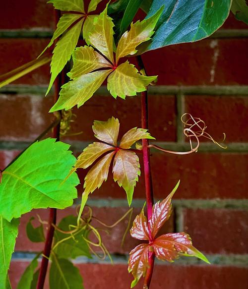 五叶地锦的主要价值？五叶地锦的特征？-第7张图片-优品飞百科
