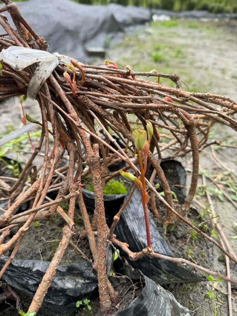 五叶地锦的主要价值？五叶地锦的特征？-第8张图片-优品飞百科