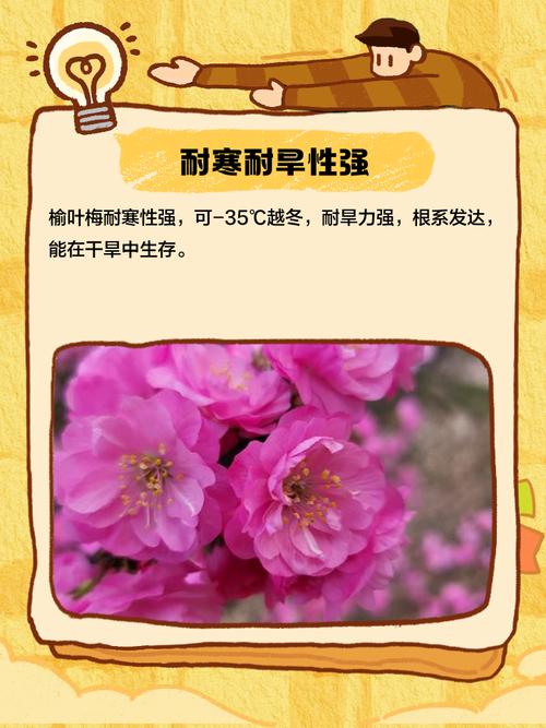 榆叶梅黄叶的原因和处理办法？榆叶梅叶子黄是什么原因？-第1张图片-优品飞百科