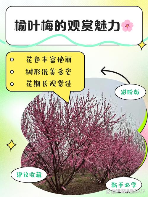 榆叶梅黄叶的原因和处理办法？榆叶梅叶子黄是什么原因？-第3张图片-优品飞百科
