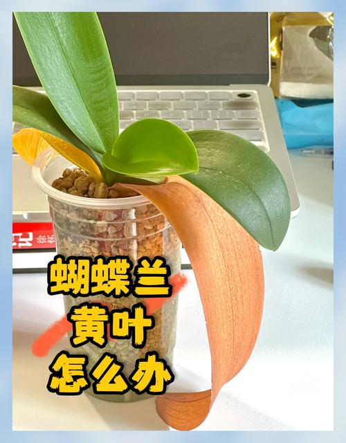 榆叶梅黄叶的原因和处理办法？榆叶梅叶子黄是什么原因？-第4张图片-优品飞百科